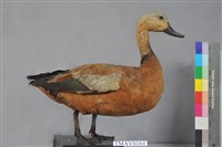 藏品(瀆鳧)的圖片